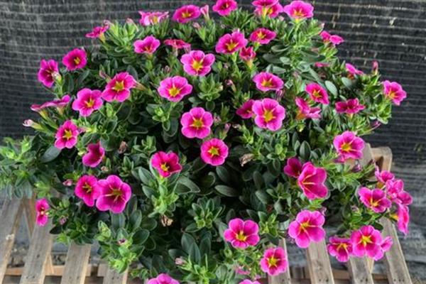 牵牛花能直接种在花盆里吗，可以直接种植在花盆里面的