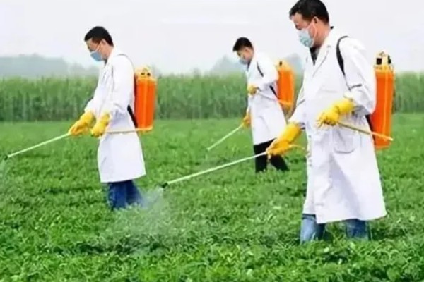 除草剂如何正确使用，根据杂草的种类合理选择
