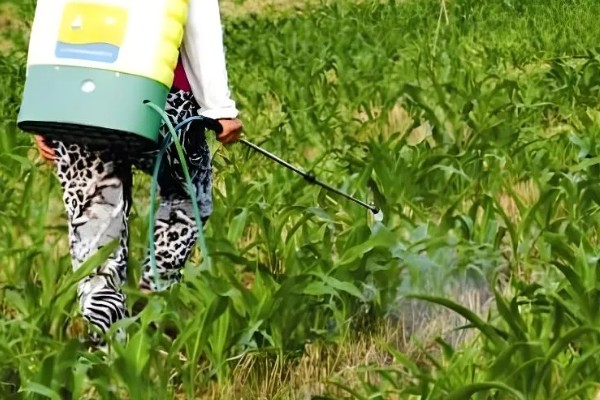 除草剂如何正确使用，根据杂草的种类合理选择