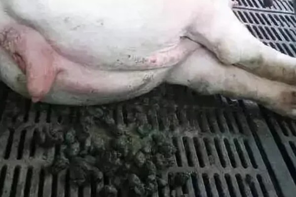 猪粪便干燥不吃食怎么处理，可以采取灌肠的方式进行治疗