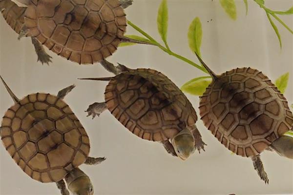 乌龟不吃东西的原因，可能是水温太低所致