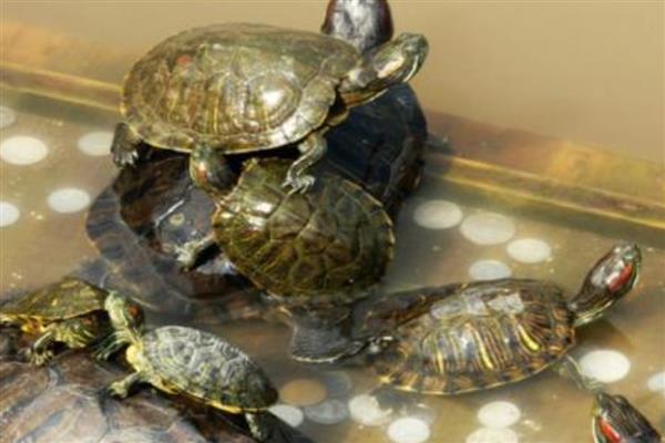 乌龟不吃东西的原因，可能是水温太低所致