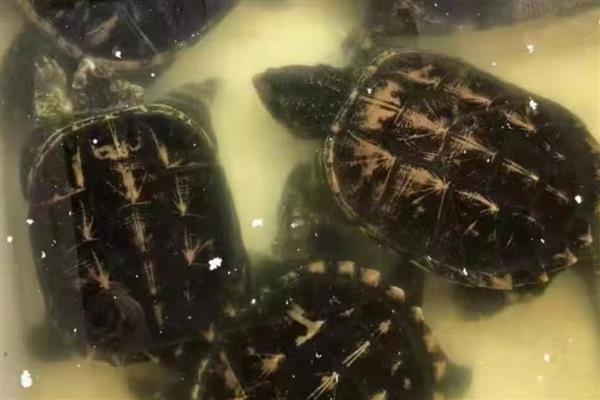 乌龟不吃东西的原因，可能是水温太低所致