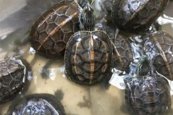 乌龟不吃东西的原因，可能是水温太低所致