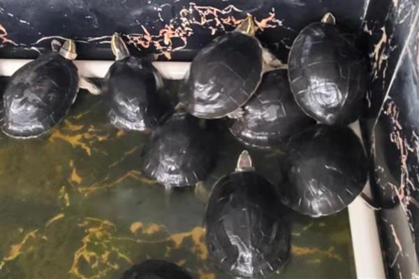 乌龟不吃东西的原因，可能是水温太低所致