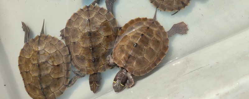 乌龟不吃东西的原因，可能是水温太低所致