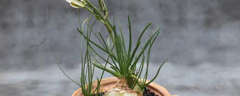 香水兰的养殖方法，夏季每隔2-3天浇一次水