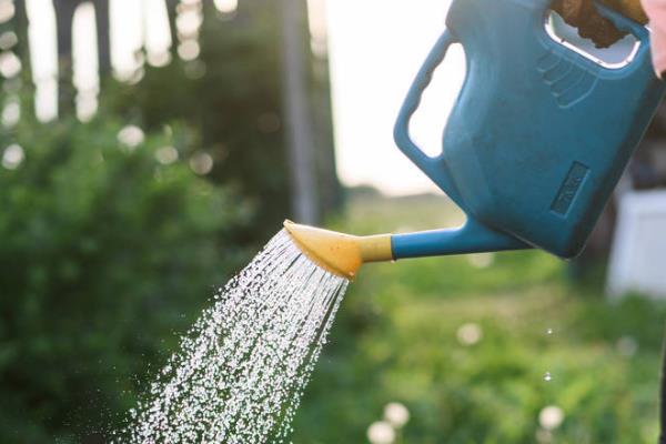 香水兰的养殖方法,夏季每隔2-3天浇一次水