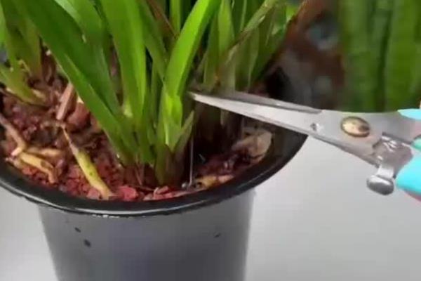 香水兰的养殖方法,夏季每隔2-3天浇一次水