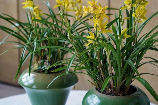 香水兰的养殖方法,夏季每隔2-3天浇一次水