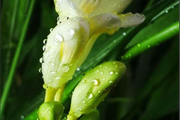 香水兰的养殖方法,夏季每隔2-3天浇一次水
