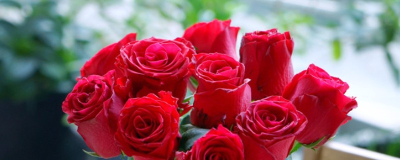 玫瑰花的花语是什么，寓意纯洁的爱、热恋等