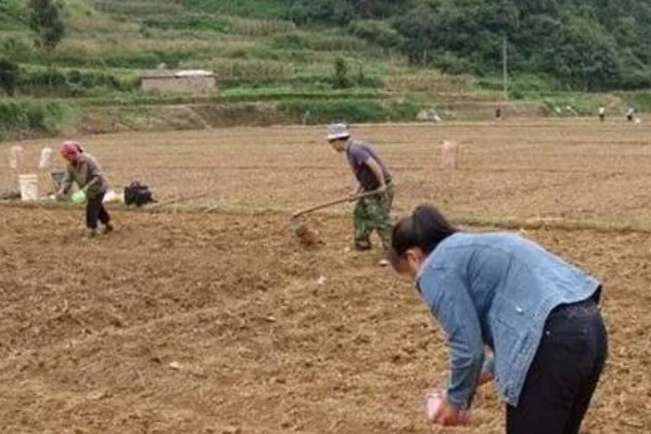黄瓜什么时候种植，长江中下游地区可在3月份中上旬播种