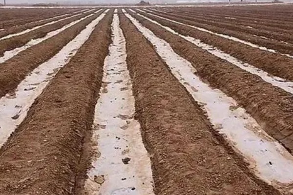 黄瓜什么时候种植，长江中下游地区可在3月份中上旬播种