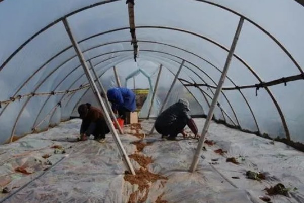 黄瓜什么时候种植，长江中下游地区可在3月份中上旬播种