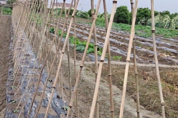 黄瓜什么时候种植，长江中下游地区可在3月份中上旬播种