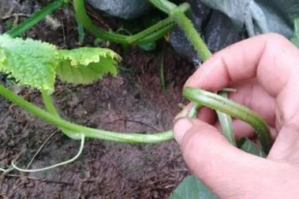 黄瓜什么时候种植，长江中下游地区可在3月份中上旬播种