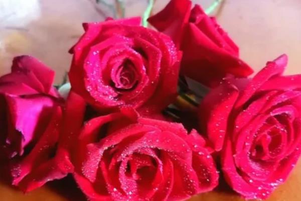 玫瑰花的花语是什么，寓意纯洁的爱、热恋等