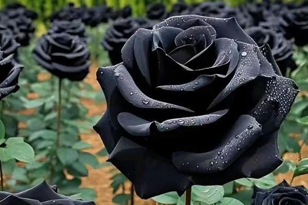 玫瑰花的花语是什么，寓意纯洁的爱、热恋等