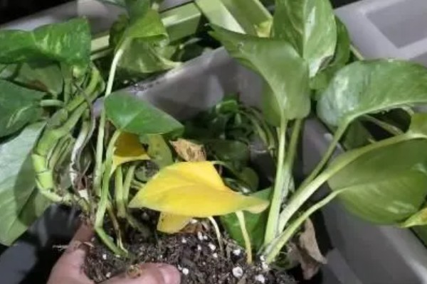 大叶绿萝叶子下垂发黄的原因，可能是环境太暗所致