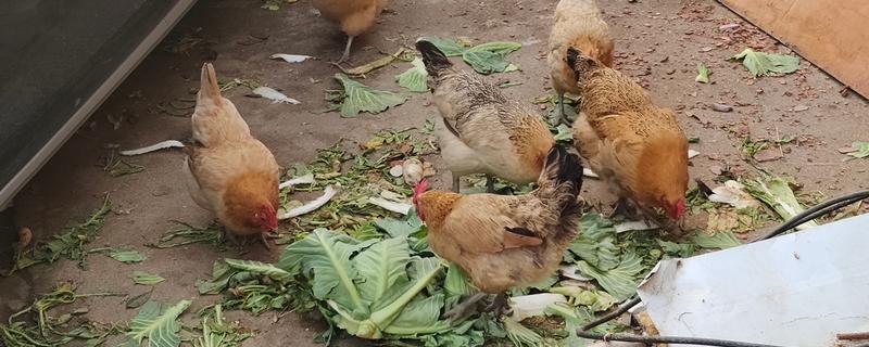 鸡不能吃什么东西，不可吃过热、过凉的食物