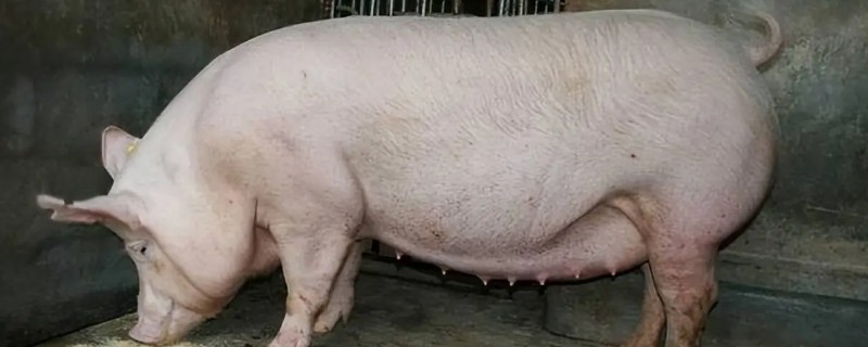 母猪产后瘫痪的治疗方法，可以用温肥皂灌肠并静注葡萄糖酸钙