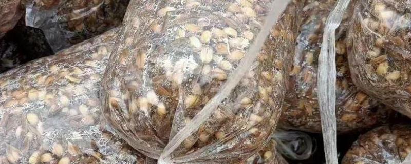 菌袋打孔有哪些注意事项，打孔应在栽培后3-5天进行