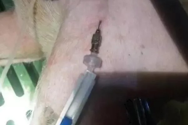 母猪产后瘫痪的治疗方法，可以用温肥皂灌肠并静注葡萄糖酸钙