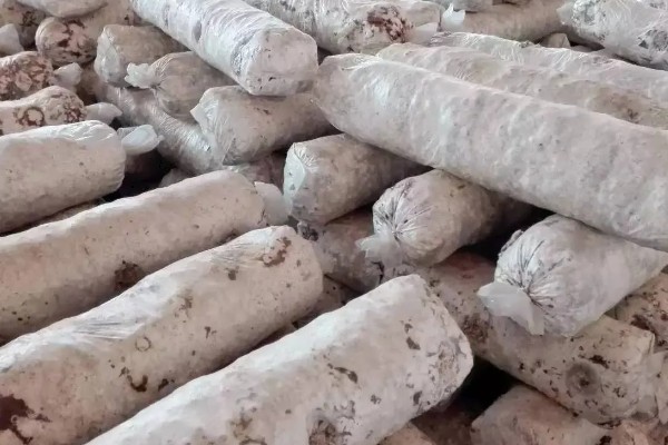 菌袋打孔有哪些注意事项，打孔应在栽培后3-5天进行