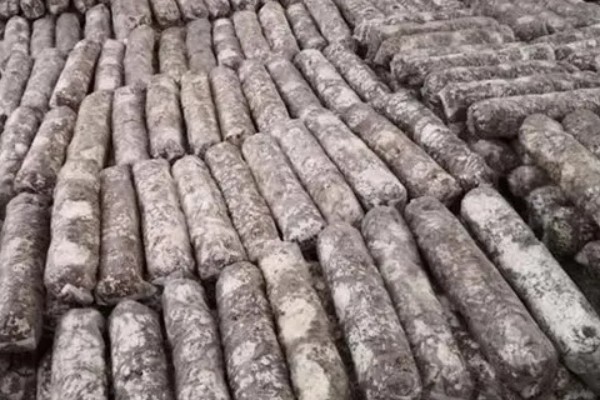 菌袋打孔有哪些注意事项，打孔应在栽培后3-5天进行