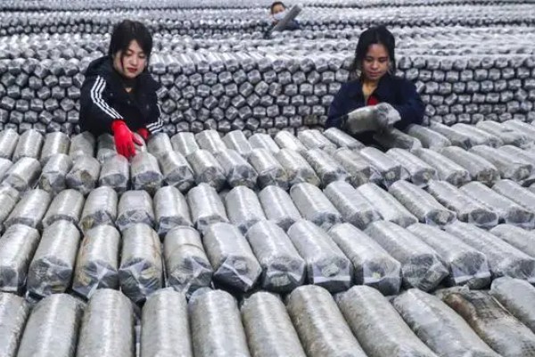 菌袋打孔有哪些注意事项，打孔应在栽培后3-5天进行