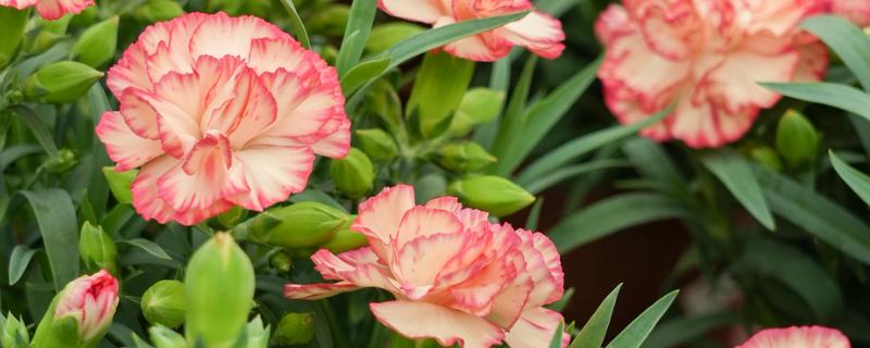 康乃馨和洋桔梗的区别是什么，其叶片和花朵均不同