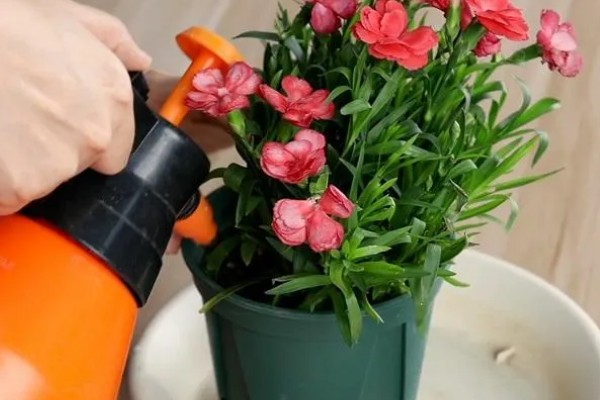 康乃馨和洋桔梗的区别是什么，其叶片和花朵均不同