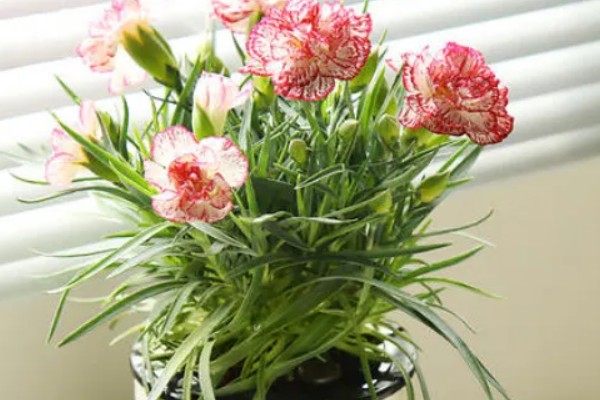 康乃馨和洋桔梗的区别是什么，其叶片和花朵均不同