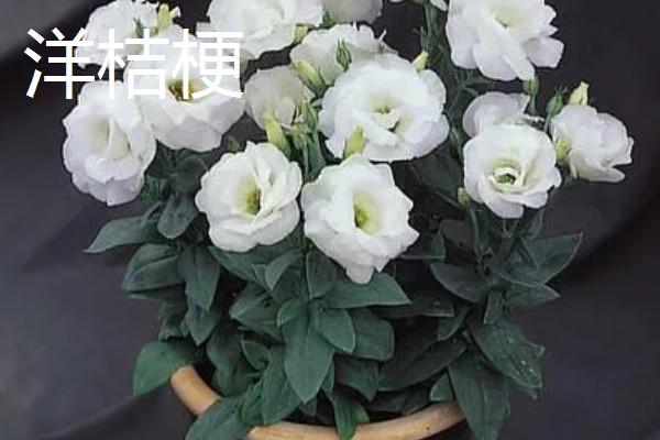 康乃馨和洋桔梗的区别是什么，其叶片和花朵均不同