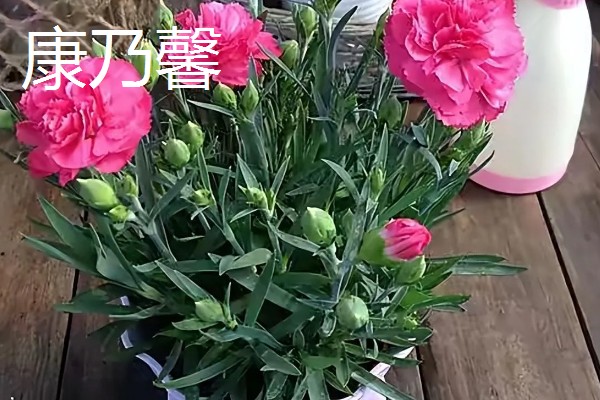 康乃馨和洋桔梗的区别是什么，其叶片和花朵均不同