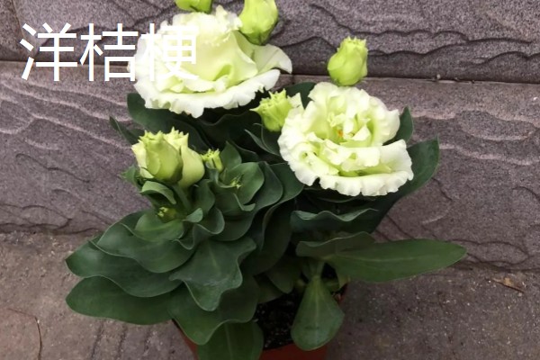 康乃馨和洋桔梗的区别是什么，其叶片和花朵均不同