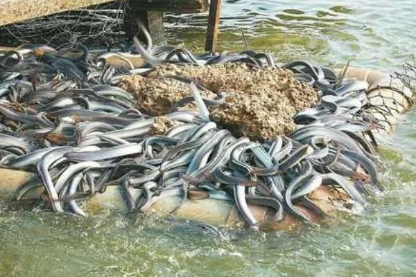 鳗鱼的养殖技术，要先进行1个月的摄食训练