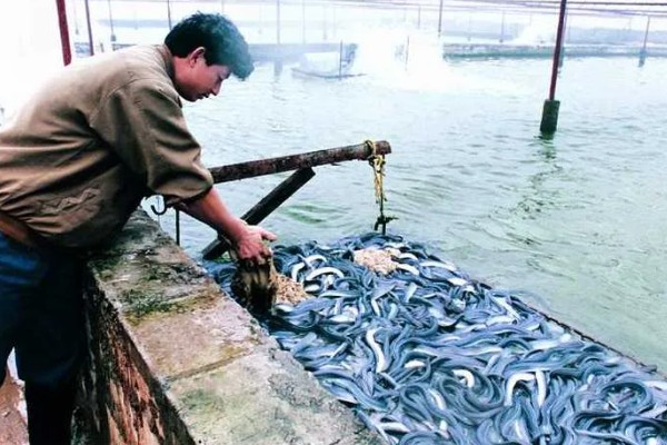 鳗鱼的养殖技术，要先进行1个月的摄食训练