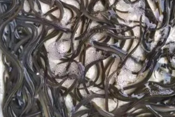 鳗鱼的养殖技术，要先进行1个月的摄食训练