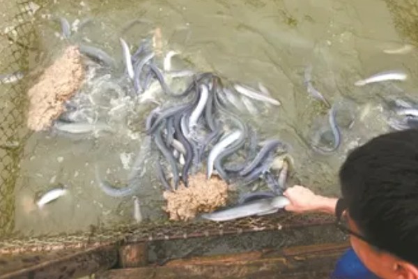 鳗鱼的养殖技术，要先进行1个月的摄食训练