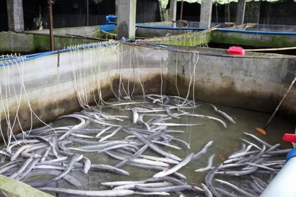 鳗鱼的养殖技术，要先进行1个月的摄食训练