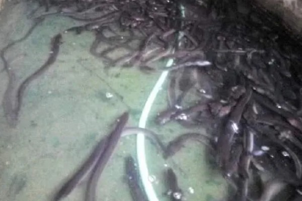 鳗鱼的养殖技术，要先进行1个月的摄食训练