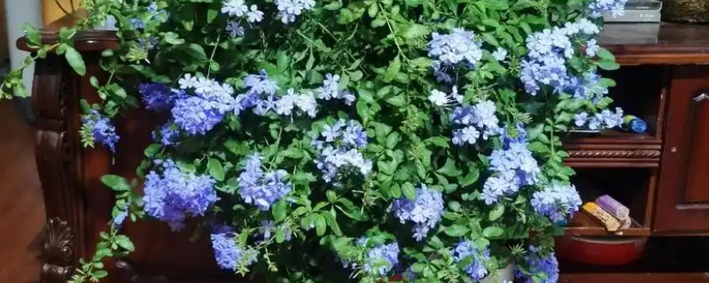 蓝雪花的养殖方法，适宜的生长温度为15-28℃