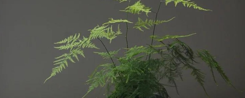 怎样养花卉云竹，生长期每月追施1-2次的稀薄液肥