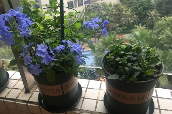 蓝雪花的养殖方法，适宜的生长温度为15-28℃