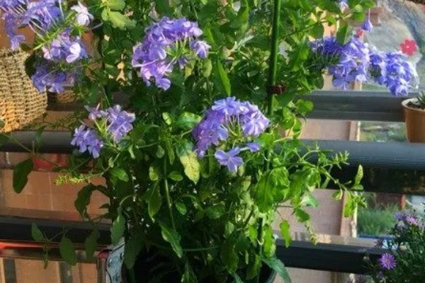 蓝雪花的养殖方法，适宜的生长温度为15-28℃