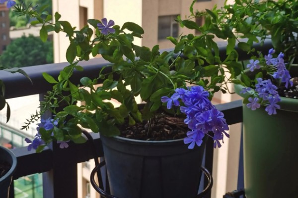 蓝雪花的养殖方法，适宜的生长温度为15-28℃