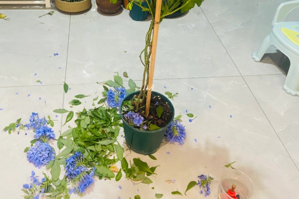 蓝雪花的养殖方法，适宜的生长温度为15-28℃