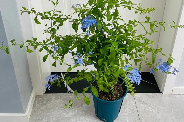 蓝雪花的养殖方法，适宜的生长温度为15-28℃